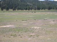 Image IMG_3217.JPG