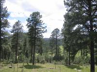 Foresty.