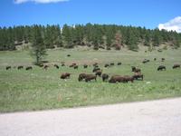 Buffaloy.