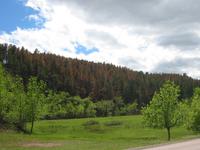 Image IMG_3238.JPG