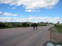 Yep, that is large wildlife.
