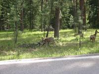 More wildlife.  Smaller, and not on the road.