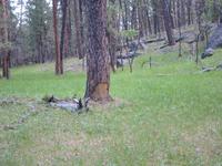 The tree bark is peeled off by porcupines.  Unfortunately, I never saw any.