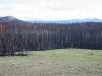 A burnt out forest.