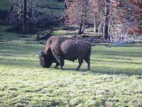 Bison.
