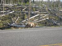 Maybe an Elk.
