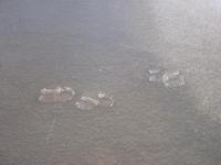Hoof prints?