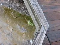 Algae growing in the warm water