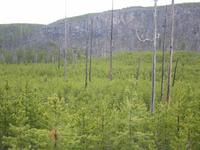 Image IMG_3668.JPG