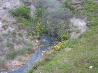 Flowers around a hot spring.