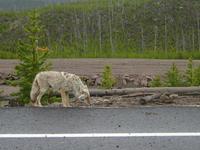 Coyote.