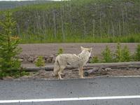 Same Coyote.