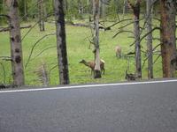 Deer, or Elk, or something with four legs.
