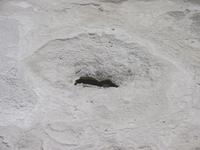 Most of the thermal features at Mammoth Hot Springs appeared to be dead.