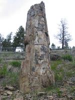 Petrified Tree.