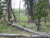 A deer, I think.