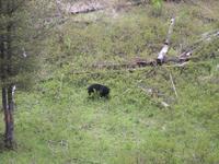 Another view.  It is hard to get a good image of an animal that is eating shrubs, espcially when your camera has a slight lag between when you push the button, and the picture is taken.