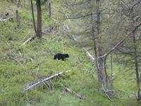 Black Bear.  Didn't maul me.  Probably because I was standing on the side of a road with about 25 other people, and 3 park rangers.