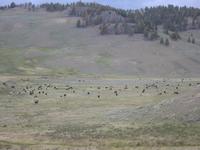 Lots of Buffalo