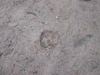 Moose tracks.