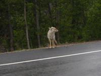 Coyote.