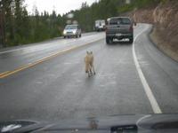 Traffic hazard.
