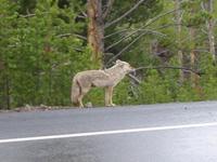 Coyote again.
