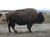 Big Bison.