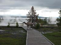 Even the wildlife have to stay on the boardwalks.