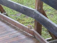 A viscious wild chipmunk.