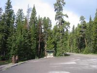Trees.