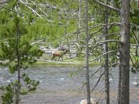 More random wildlife.