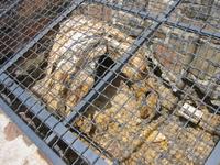 The logs were behind metal grates, which made picture taking pointless, since I can't focus right.