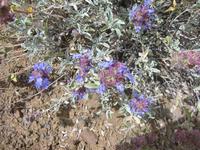 Purple flowers.