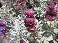 Image IMG_4157.JPG
