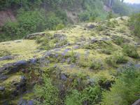 Mossy volcanic rock