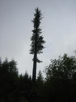 Image IMG_4231.JPG