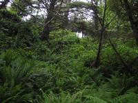 Image IMG_4260.JPG