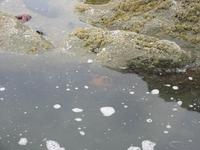 Starfish in a tidal pool