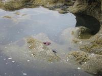 Purple starfish