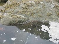 Image IMG_4279.JPG