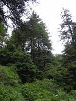 Image IMG_4315.JPG