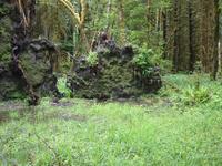 Roots of trees that blew over.