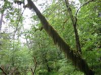 Moss
