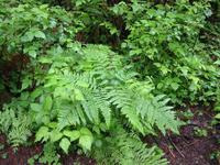 Fern