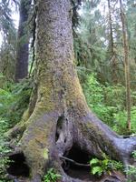 Image IMG_4334.JPG